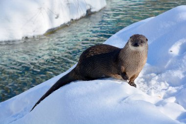 Su samurları kışın Lutrinae alt familyasındaki etobur memelilerdir. 