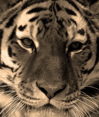 Kaplan yaklaş. Kaplan (Panthera tigris), kedigiller (Felidae) familyasından bir kaplan türü. Üçüncü büyük kara etoburudur (sadece kutup ayısı ve kahverengi ayıdan sonra).).