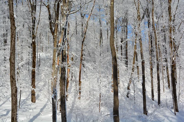 Bosque Invierno Con Árboles Cubiertos Nieve —  Fotos de Stock