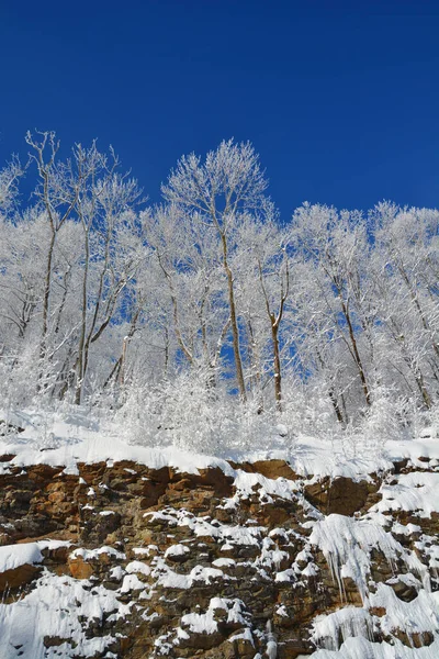 Karla kaplı ağaçları olan güzel bir manzara.