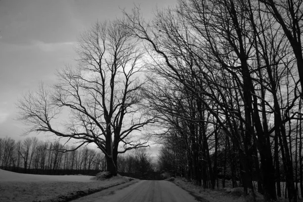 Black White Photo Road Forest — Stock Photo, Image
