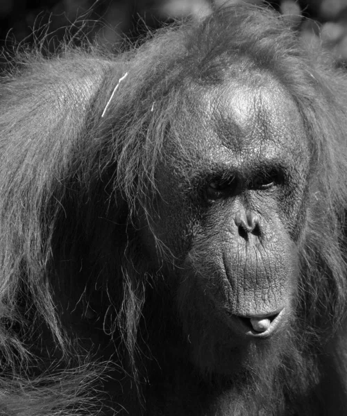 Orangutanerna Orangutangen Orangutangen Eller Orangutangen Två Uteslutande Asiatiska Arterna Existerande — Stockfoto