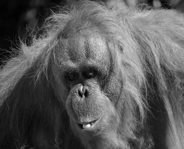 Orangutanerna Orangutangen Orangutangen Eller Orangutangen Två Uteslutande Asiatiska Arterna Existerande — Stockfoto