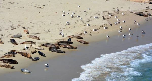 Paracas Ulusal Rezervasyonunda Deniz Aslanları Peru Galapagos Unda Rezervasyonda Insanlar — Stok fotoğraf