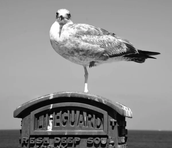 Seagull Black White — Stockfoto