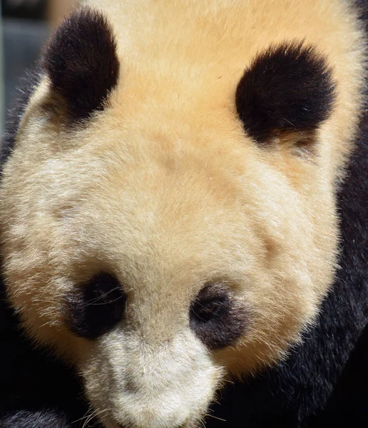 cute panda bear, close up