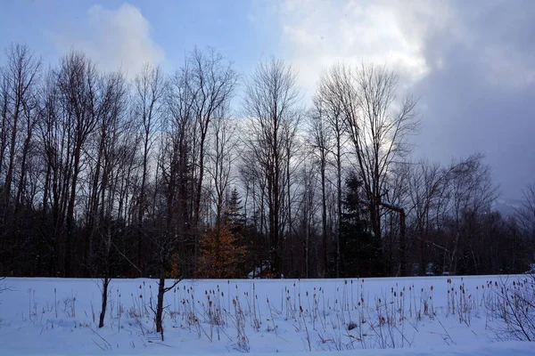 Kar Ağaçlarla Kaplı Kış Manzarası — Stok fotoğraf
