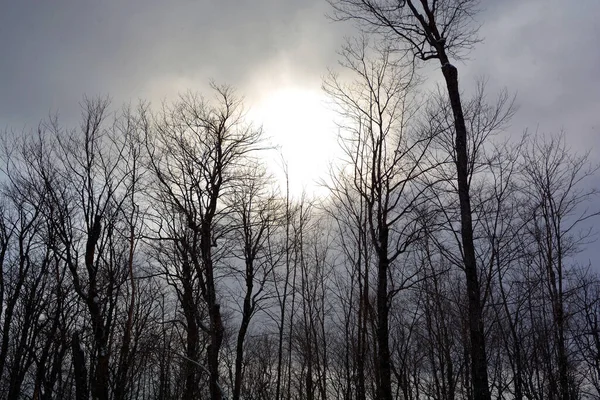 Paesaggio Invernale Con Neve Alberi — Foto Stock