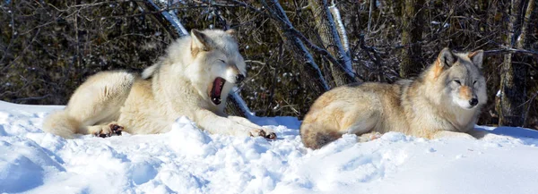 Gray Grey Wolves Also Timber Western Wolves Canine Native Wilderness — Foto de Stock