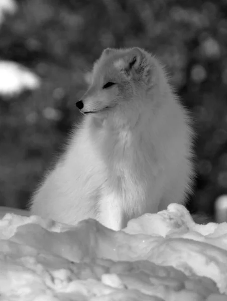 winter view of arctic fox (Vulpes lagopus), also known as the white, polar or snow fox, small fox native to the Arctic regions of the Northern Hemisphere and common throughout the Arctic tundra biome