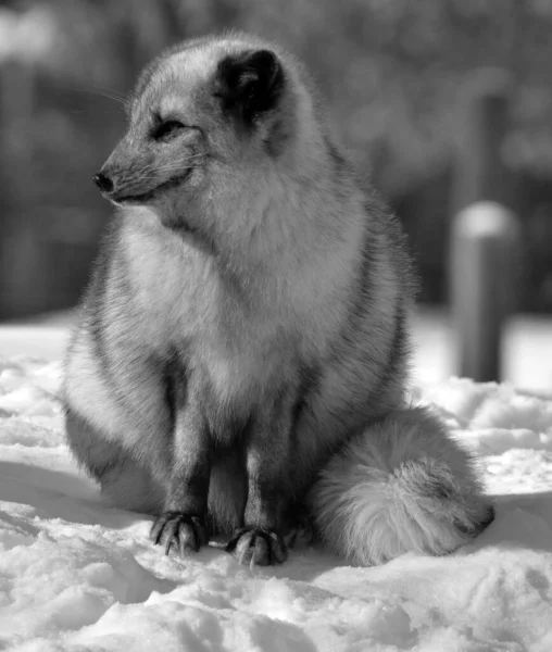 winter view of arctic fox (Vulpes lagopus), also known as the white, polar or snow fox, small fox native to the Arctic regions of the Northern Hemisphere and common throughout the Arctic tundra biome