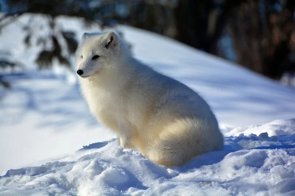 winter view of arctic fox (Vulpes lagopus), also known as the white, polar or snow fox, small fox native to the Arctic regions of the Northern Hemisphere and common throughout the Arctic tundra biome