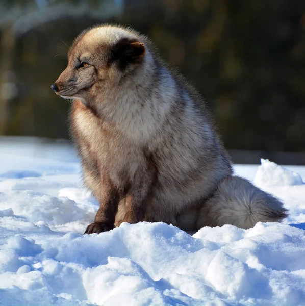 winter view of arctic fox (Vulpes lagopus), also known as the white, polar or snow fox, small fox native to the Arctic regions of the Northern Hemisphere and common throughout the Arctic tundra biome