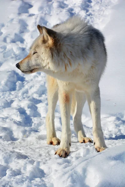 Zimě Šedý Vlk Také Dřevo Nebo Západní Vlk Pes Původem — Stock fotografie