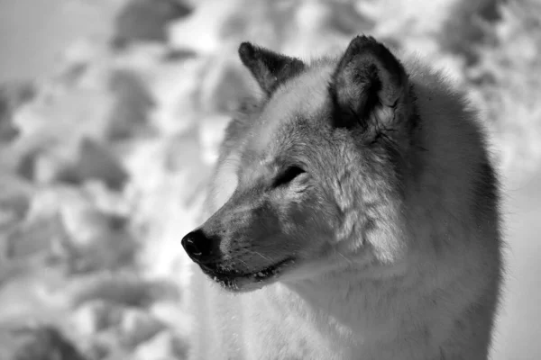 Close Shot Beautiful Wild Wolf Winter Landscape — Stock Fotó