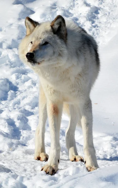 Winter Gray Wolf Also Timber Western Wolf Canine Native Wilderness — Φωτογραφία Αρχείου