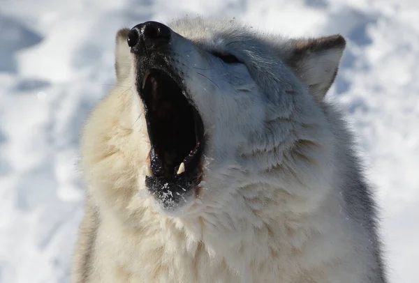Winter Gray Wolf Also Timber Western Wolf Canine Native Wilderness — Stok fotoğraf