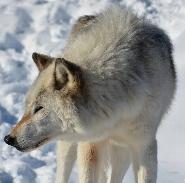 Winter Gray Wolf Also Timber Western Wolf Canine Native Wilderness — Foto de Stock
