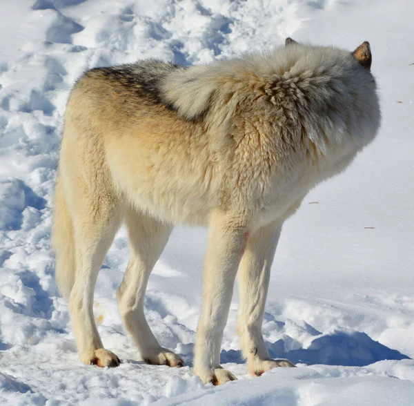 Winter Gray Wolf Also Timber Western Wolf Canine Native Wilderness —  Fotos de Stock