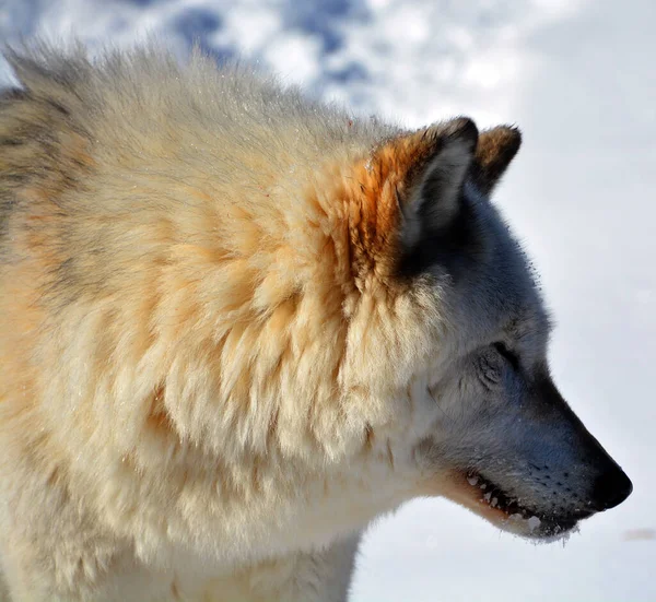 Winter Gray Wolf Also Timber Western Wolf Canine Native Wilderness — Stok fotoğraf