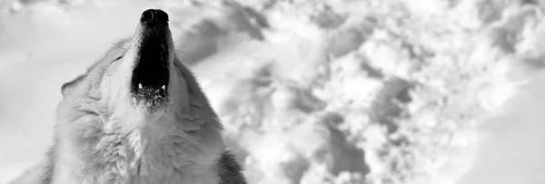 Close Shot Beautiful Wild Wolf Winter Landscape — Stok fotoğraf