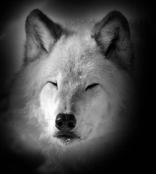 Close Shot Beautiful Wild Wolf Winter Landscape — Stock Photo, Image