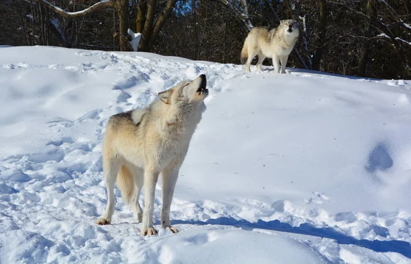 Winter Gray Wolves Also Timber Western Wolves Canine Native Wilderness — Foto de Stock