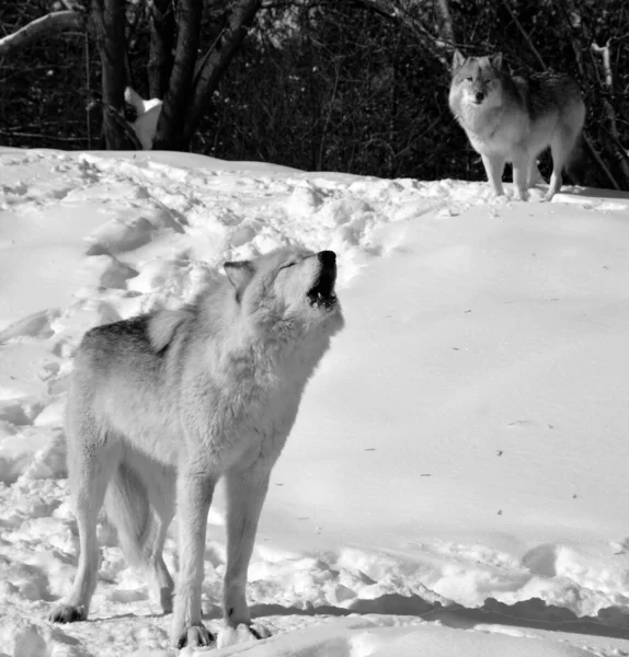 Close Shot Beautiful Wild Wolf Winter Landscape — Φωτογραφία Αρχείου
