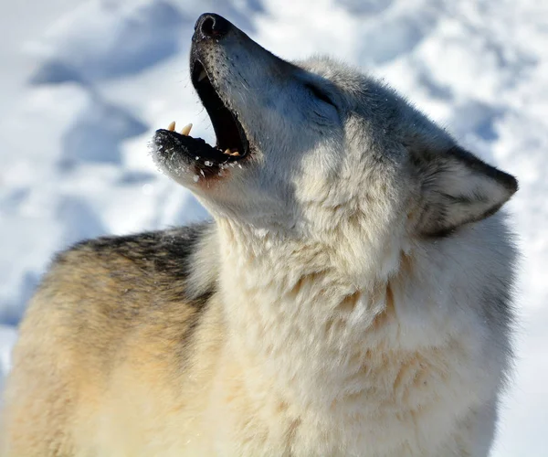 Winter Gray Wolf Also Timber Western Wolf Canine Native Wilderness — Stock Photo, Image
