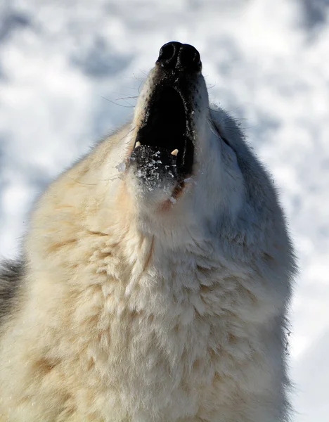 Close Shot Beautiful Wild Wolf Winter Landscape — Stock Photo, Image