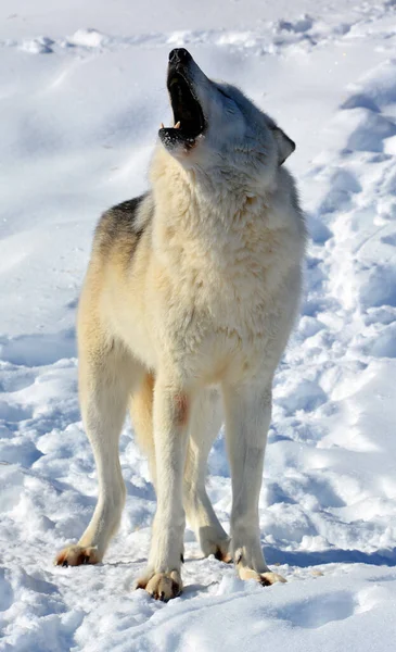 Winter Gray Wolf Also Timber Western Wolf Canine Native Wilderness —  Fotos de Stock