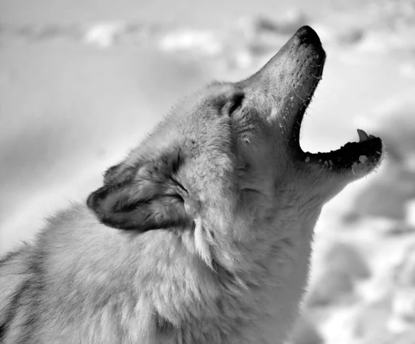 Close Shot Beautiful Wild Wolf Winter Landscape — Fotografia de Stock