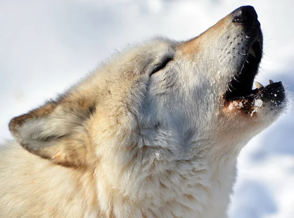 Close Shot Beautiful Wild Wolf Winter Landscape —  Fotos de Stock