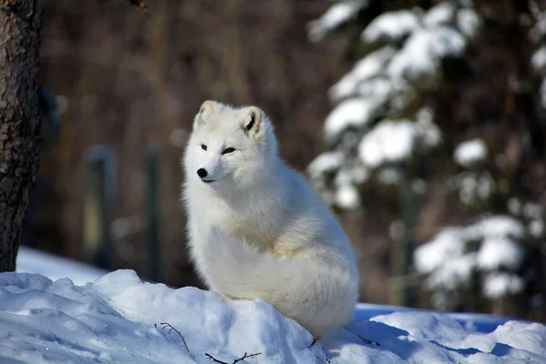 Winter View Arctic Fox Vulpes Lagopus Also Known White Polar — Foto de Stock