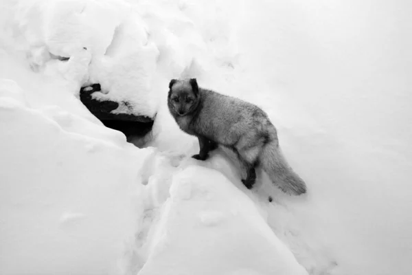 winter view of arctic fox (Vulpes lagopus), also known as the white, polar or snow fox, small fox native to the Arctic regions of the Northern Hemisphere and common throughout the Arctic tundra biome