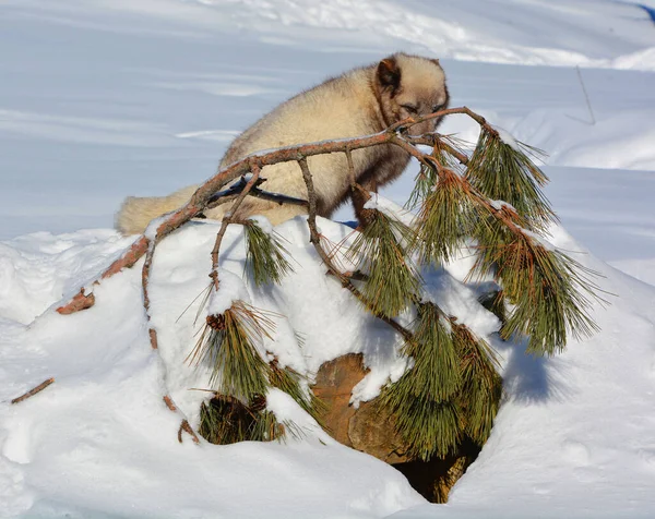 winter view of arctic fox (Vulpes lagopus), also known as the white, polar or snow fox, small fox native to the Arctic regions of the Northern Hemisphere and common throughout the Arctic tundra biome