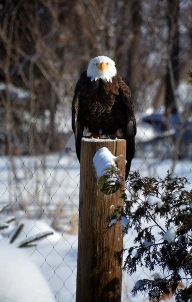 The bald eagle is a bird of prey found in North America. A sea eagle, it has two known subspecies and forms a species pair with the white-tailed eagle. Its range includes most of Canada and Alaska