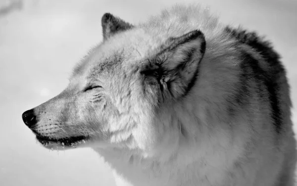 Close Shot Beautiful Wild Wolf Winter Landscape — Stock Photo, Image