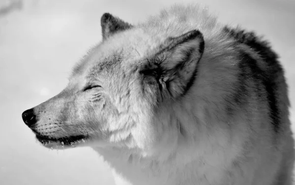 Close Shot Beautiful Wild Wolf Winter Landscape — Foto de Stock