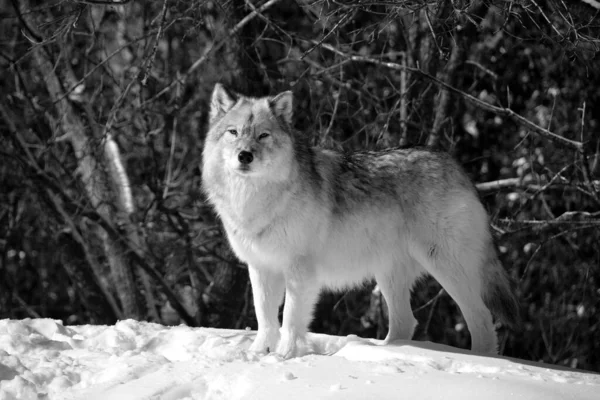 Close Shot Beautiful Wild Wolf Winter Landscape — Stockfoto