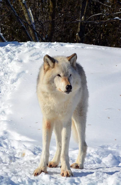 Kışlık gri kurtta (ayrıca kereste veya batı kurdu olarak da bilinir) Avrasya ve Kuzey Amerika 'nın vahşi ve uzak bölgelerine özgü bir köpek türüdür. Ailesinin en büyük üyesidir.