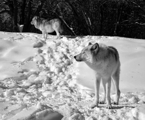 Close Shot Beautiful Wild Wolves Winter Landscape — Φωτογραφία Αρχείου