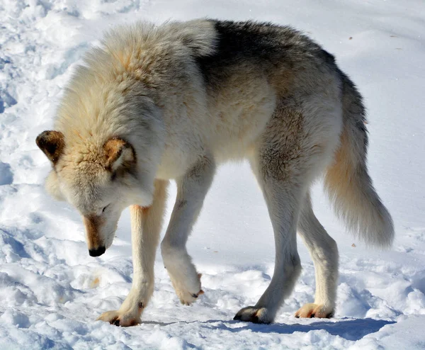 Winter Gray Wolf Also Timber Western Wolf Canine Native Wilderness — Photo