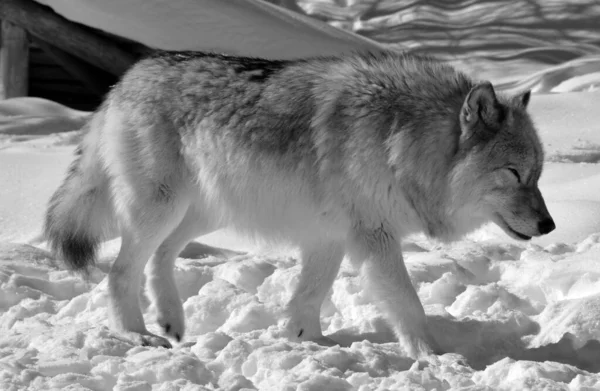 Close Shot Beautiful Wild Wolf Winter Landscape — Photo