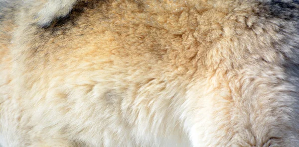 Close Fur Covered White Fluffy Wool — Stock Photo, Image