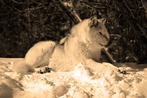 Close Shot Beautiful Wild Wolf Winter Landscape — Foto de Stock