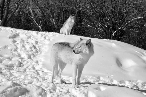Close Shot Beautiful Wild Wolves Winter Landscape — Fotografia de Stock