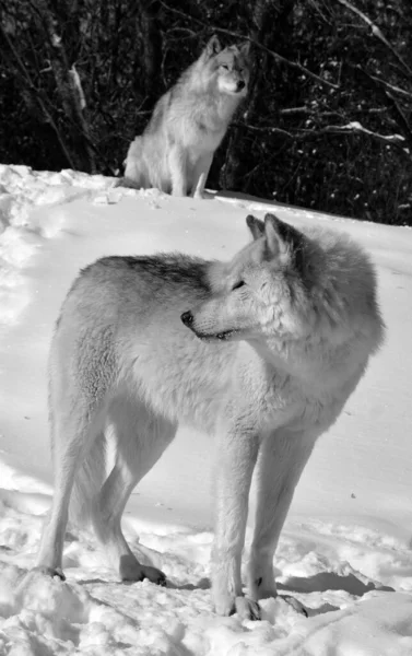 Close Shot Beautiful Wild Wolves Winter Landscape — Stok fotoğraf