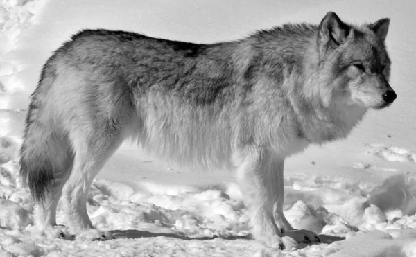 Close Shot Beautiful Wild Wolf Winter Landscape — Foto de Stock