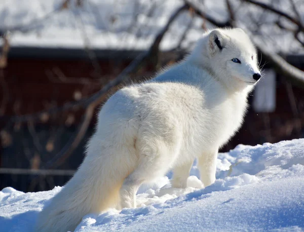 In winter arctic fox (Vulpes lagopus), also known as the white, polar or snow fox, is a small fox native to the Arctic regions of the Northern Hemisphere and common throughout the Arctic tundra biome